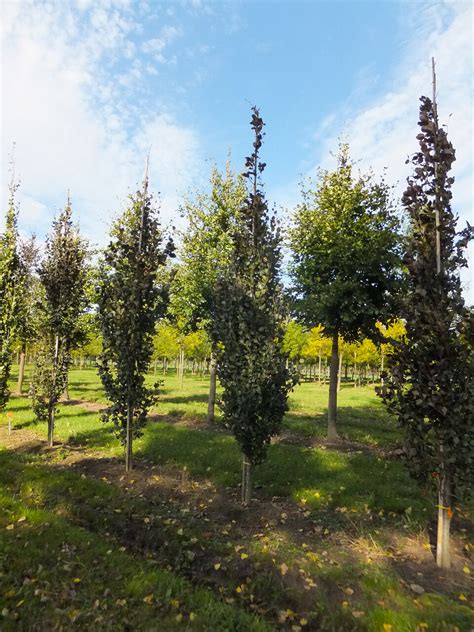 Fagus Sylvatica Dawyck Purple Zuilbeuk Cv Van Den Berk