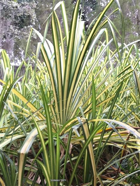 Photo Of The Entire Plant Of Variegated Dwarf Pandanus Pandanus