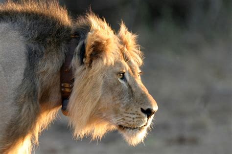 How mammals feed depending on what they eat, mammals can be classified into different groups. Giving Mammals Like Tsavo Lions Room to Roam | Field Museum