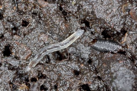 Larva Of Dark Winged Fungus Gnat Sciaridae On The Soil These Are