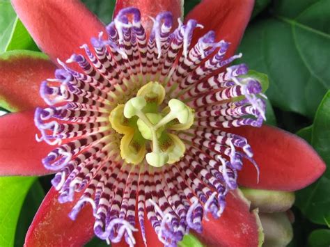 Lets Enjoy The Beauty Passion Flower One Of The Worlds Most