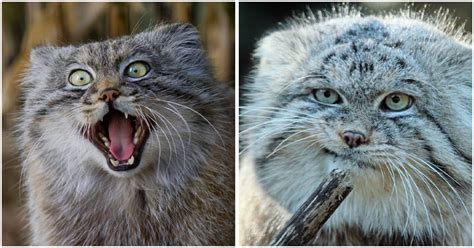 Meet The Manul Cat An Amusing Feline Who Is Dubbed Worlds Most