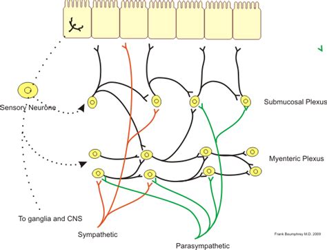 Auerbach's plexus, also known by the name of myenteric plexus, is a group of ganglia that run throughout the entire gastrointestinal tract and innervate its multiple layers of smooth muscle. Nervous System of the Digestive System | Boundless Anatomy ...