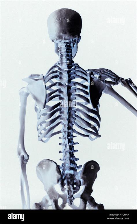 Rear View Of A Human Skeleton Showing The Vertebrae Back Bone And Hips