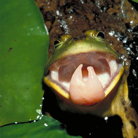 The Frog Tongue Is A High Speed Adhesive