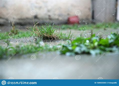 Water Drops On The Green Grass Background With Reflection