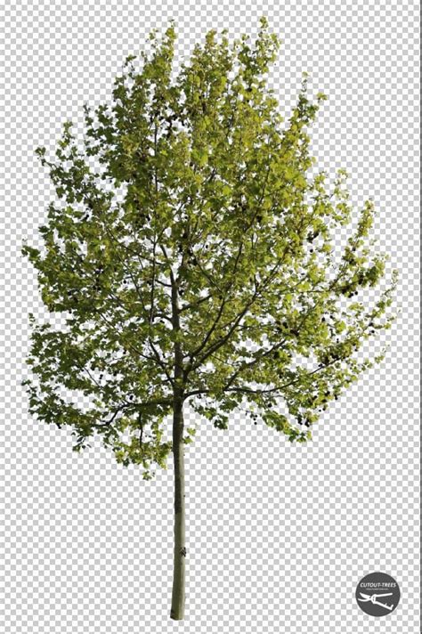 Free Cutout Tree Cutout Trees Com Tree Photoshop Landscape Diagram