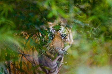 A Complete Guide To Bandhavgarh National Park