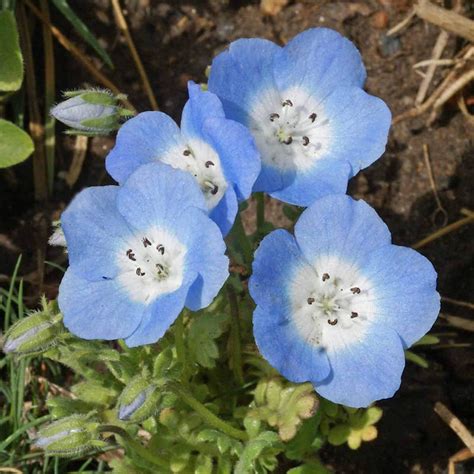 Baby Blue Eyes Flower Seeds