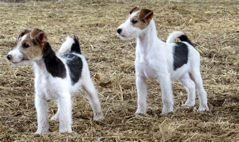 Fox Terrier Puppies For Sale Pets Homes Fox Terrier Wire Fox Terrier Fox Terrier Puppy