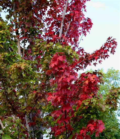 Red Maple Leaves Images Pure Autumn Red Maple Leaves Overlap Ipad Air