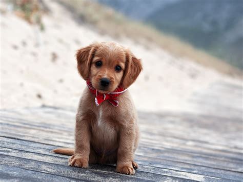 Cute And Adorable Puppy Pictures Cuteness Overflow