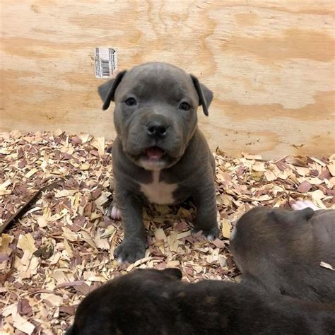 You will find american pit bull terrier dogs for adoption and puppies for sale under the listings here. American Pit Bull Terrier Puppies For Sale | Los Angeles ...