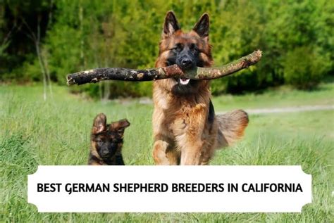 7 Best German Shepherd Breeders In California 2023