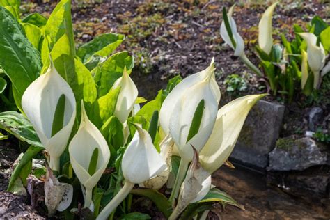 American Skunk Cabbage - The Facts - PBA Solutions