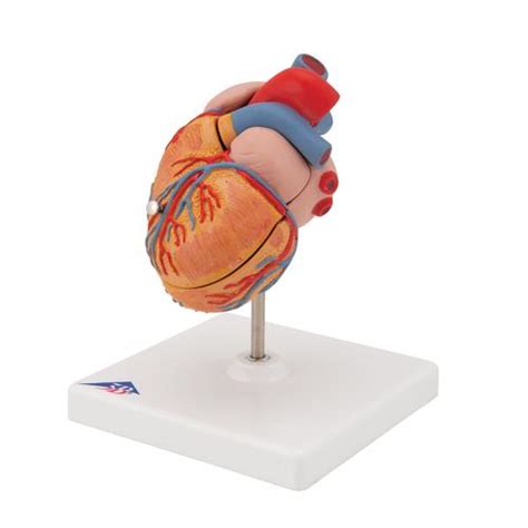 经典心脏模型，呈左心室肥大，2部分 3b Smart Anatomy 1000261 G04 心脏和循环系统模型 3b