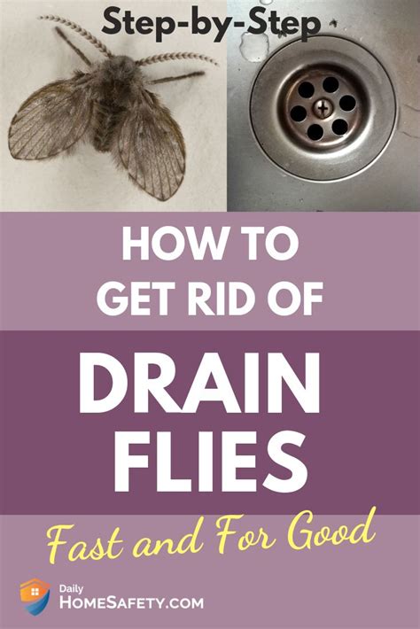 How To Get Rid Of Drain Flies Fast And For Good