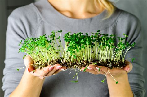 Microgreens: Big nutrients in a small plant | OSF HealthCare