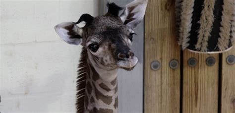 Photos Baby Masai Giraffe Born At Disneys Animal Kingdom This Week