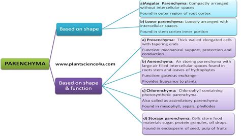 Parenchyma Different Types Structure And Function Plant Science 4 U