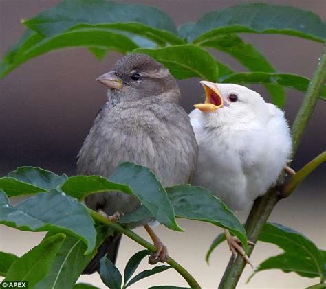 The One In A Million Bird Rare Albino House Sparrow Is Spotted In