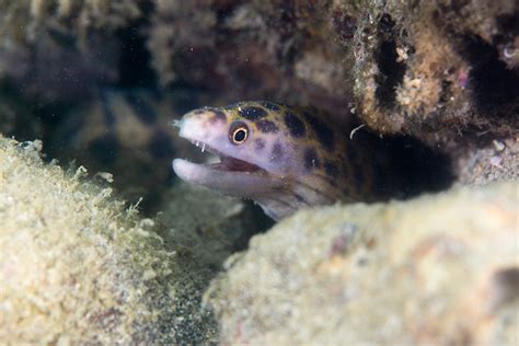 Spotted Moray E Hk Reef Fish