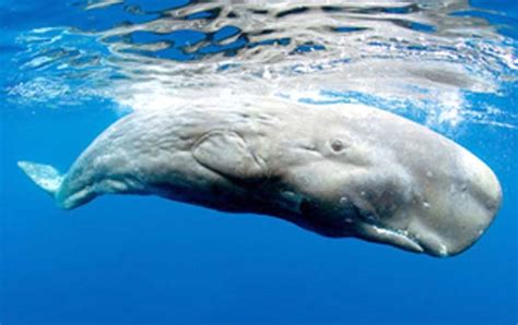 The Pygmy Sperm Whale Kogia Breviceps Kaieteur News