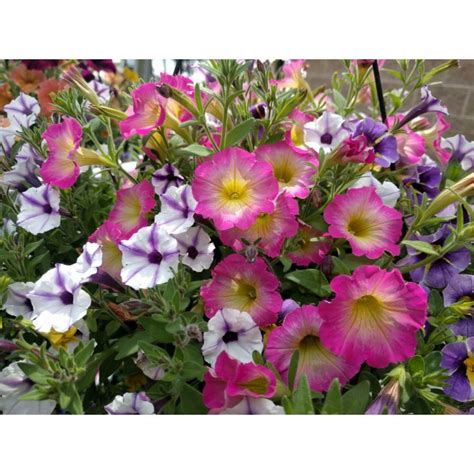 Welcome to efg, the uk's largest independent wholesaler. Our Top 10 Favorite Garden Flowers | Owenhouse Ace Hardware
