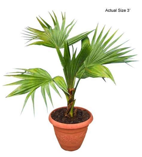 11 Best Chinese Fan Palm Livistona Chinensis For Indooroutdoor