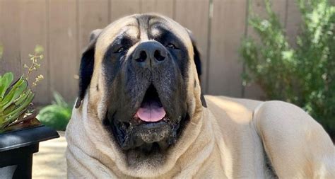 15 Reasons Why You Should Never Own English Mastiff Dogs Pettime