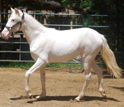 Camarillo White Horse Breed Information History Videos