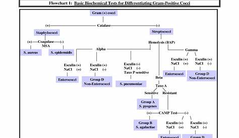 gram negative cocci flow chart