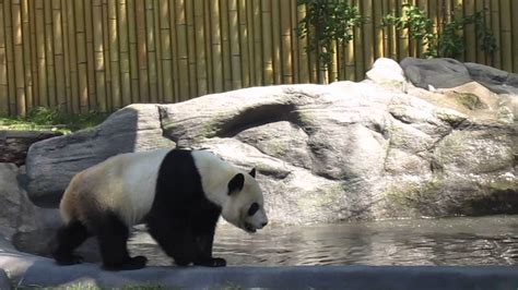 Funny Giant Panda Poo On Catwalk Youtube