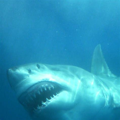 Calypsostarcharters Did You Know The Top Teeth Of A Great White Shark Do Not Appear Until Their