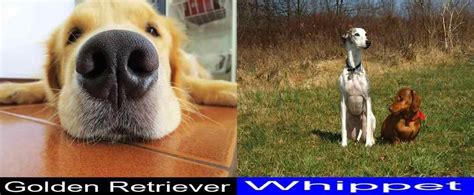 Breed Comparison Golden Retriever Versus Whippet Pupvs