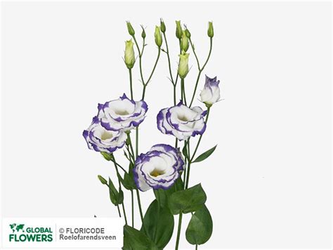 Photo Eustoma Russellianum Gevuldbloemig Minuet Blue Picotee Global