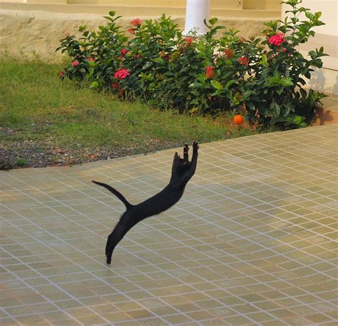 52 Jumping Cats At Play Look Like Ninjas Designbump
