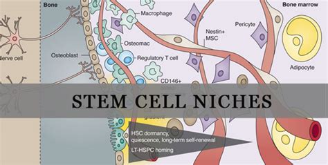Stem Cell Niche Function Definition And Structure