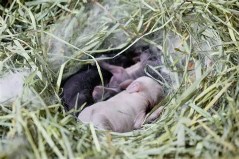 What To Do If You Find A Rabbit Nest 6 Crucial Steps Rabbit Care Blog