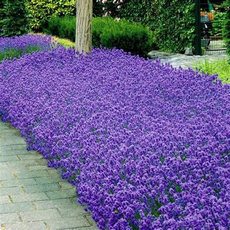 Lavender Munstead Flower Seeds Lavandula Angustifolia Etsy In 2020