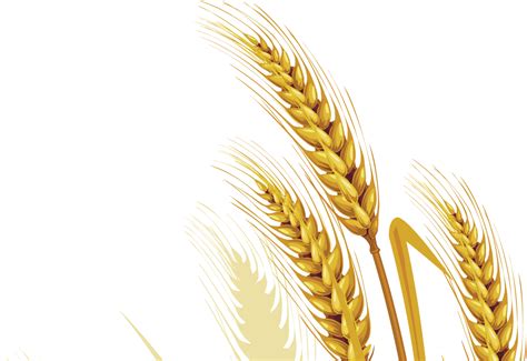 Wheat Png Transparent Images Png All