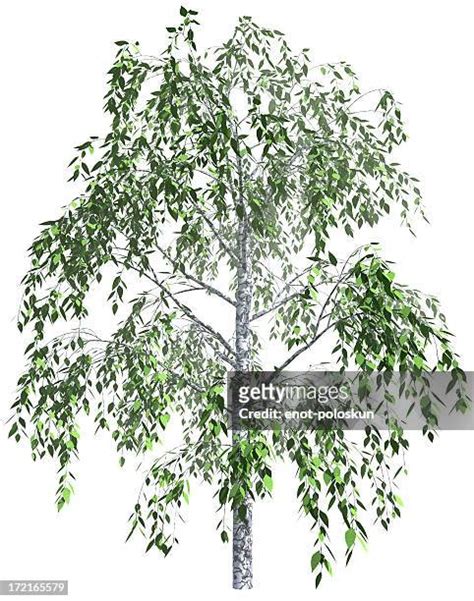 Birch Tree Photos And Premium High Res Pictures Getty Images
