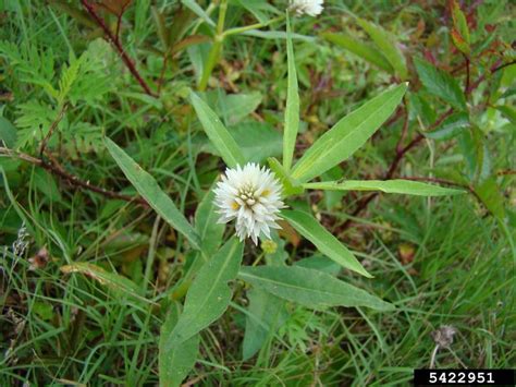 Alligatorweed Alternanthera Philoxeroides Caryophyllales