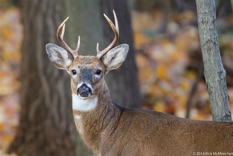 White Tailed Deer Buck 9 Conservancy For Cuyahoga Valley National Park