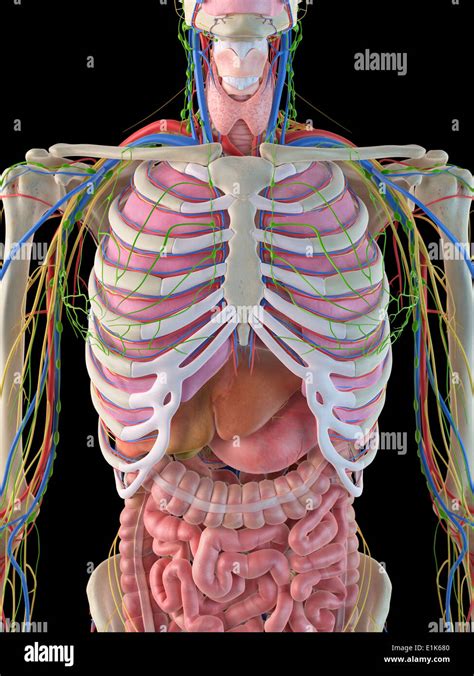 Menschlichen Brustkorb Und Inneren Organe Computer Artwork
