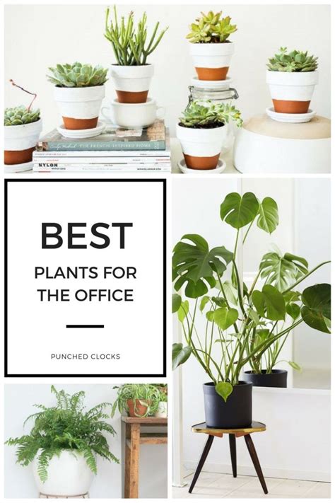 What Are The Best Office Plants Top Plants For Your Desk Office