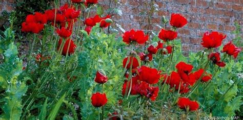 10 vivaces à fleurs rouges qu il faut avoir dans son jardin Pavot d