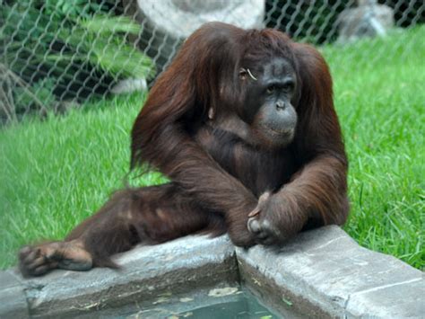 Pongo Pygmaeus Pygmaeus Northwest Bornean Orangutan In Cameron Park Zoo