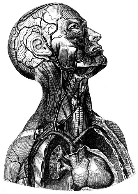 drawing of the human anatomy
