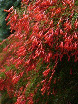 6430 mcgill ave las vegas, nv 89122. Russelia equisetiformis | Red Firecracker Fern ...